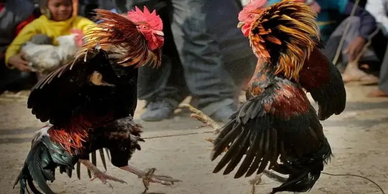 Đá Gà TK88 - Trải Nghiệm Những Trận đá Gà Kịch Tính Khám phá sự cuốn hút của đá gà TK88